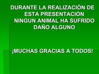 DURANTE LA REALIZACIÓN DE
ESTA PRESENTACIÓN
NINGUN ANIMAL HA SUFRIDO
DAÑO ALGUNO
¡MUCHAS GRACIAS A TODOS!
 