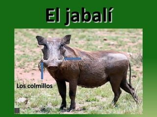 El jabalí Los colmillos 