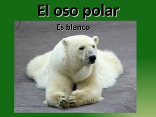 El oso polar Es blanco 