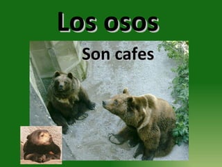 Los osos  Son cafes 