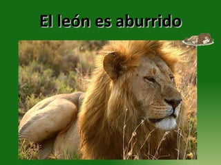El león es aburrido 