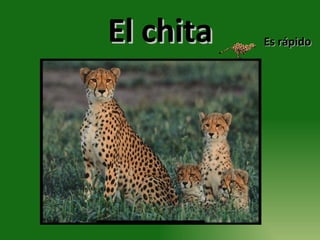 El chita Es rápido 