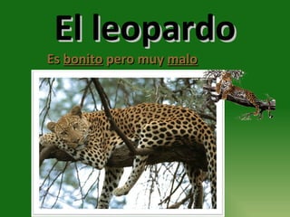 El leopardo Es  bonito  pero muy  malo 