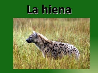 La hiena 