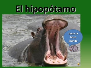 El hipopótamo tiene la boca grande 