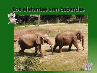 Los elefantes son cobardes 