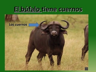 El búfalo  tiene cuernos Los cuernos 