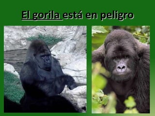 El gorila  está en peligro 
