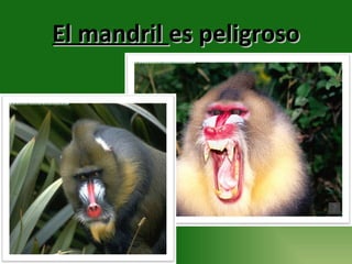 El mandril  es peligroso 