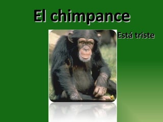 El chimpance Está triste 