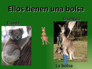 Ellos tienen una bolsa La bolsa El coala El canguro 
