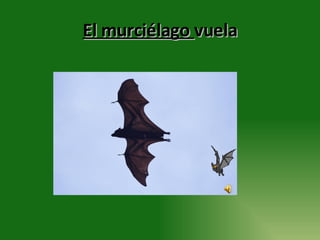 El murciélago  vuela 