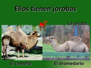 Ellos tienen jorobas La joroba El camello El dromedario 