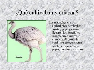 ¿Qué cultivaban y criaban? Los mapuches eran agricultores, sembraban´maíz y papa y cuando llegaron los Españoles incorporaron cultivos europeos.Al crusar la cordillera comenzaron a sembrar trigo, cebada, papas, porotos y zapallos. 