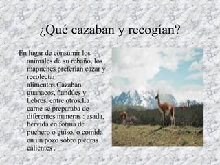 ¿Qué cazaban y recogían? En lugar de consumir los animales de su rebaño, los mapuches preferian cazar y recolectar alimentos.Cazaban guanacos, ñandúes y liebres, entre otros.La carne se preparaba de diferentes maneras : asada, hervida en forma de puchero o guiso, o comida en un pozo sobre piedras calientes .  