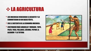 LA AGRICULTURA
• LOS MOCHICAS VENCIERON EL DESIERTO Y LO
CONVIRTIERON EN UN OASIS FÉRTIL.
• FUE EL SUSTENTO DE LA ECONOMÍA MOCHICA.
• CULTIVARON MAÍZ AMARILLO Y MORADO, PAPA,
PALTA, YUCA, PALLARES, LÚCUMA, PEPINO ,EL
ALGODÓN Y LA TOTORA
 