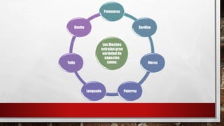 Los Moches
extraían gran
variedad de
especies
como:
Palometas
Sardina
Meros
PejerreyLenguado
Tollo
Bonito
 