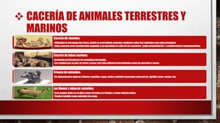 CACERÍA DE ANIMALES TERRESTRES Y
MARINOS
Cacería de venados:
•Utilizaban la estrategia del chaco, donde se acorralaban animales mediante redes (los animales eran seleccionados).
•Estas cacerías eran consideradas sagradas y se asociaban al culto de los ancestros “pagos propiciatorios” o celebracionesconmemorativas.
Cacería de lobos marinos:
•Actividad practicadapor los miembros del pueblo.
•Los cazaban por su piel, su carne y grasa; para ello utilizaron herramientas como los garrotes o mazos.
Crianza de animales:
•Se domesticaron alpacas y llamas costeñas, cuyes, patos y también mascotas como perros, tigrillos, loros, monos, etc.
Las llamas y alpacas costeñas:
•Eran usados tanto en su dieta como ofrendas en rituales o como materia prima.
•Usados también como animales de carga.
 