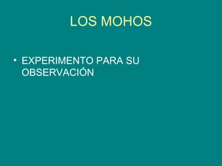 LOS MOHOS ,[object Object]