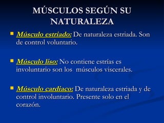 MÚSCULOS SEGÚN SU NATURALEZA Músculo estriado:   De naturaleza estriada. Son de control voluntario. Músculo liso:  No contiene estrías es involuntario son los  músculos viscerales. Músculo cardiaco:   De naturaleza estriada y de control involuntario. Presente solo en el corazón. 