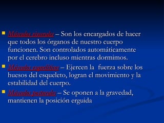 TIPOS DE MÚSCULOS.  Músculos viscerales  – Son los encargados de hacer que todos los órganos de nuestro cuerpo funcionen. Son controlados automáticamente por el cerebro incluso mientras dormimos. Músculos esqueléticos  – Ejercen la  fuerza sobre los huesos del esqueleto, logran el movimiento y la estabilidad del cuerpo. Músculos posturales  – Se oponen a la gravedad, mantienen la posición erguida  
