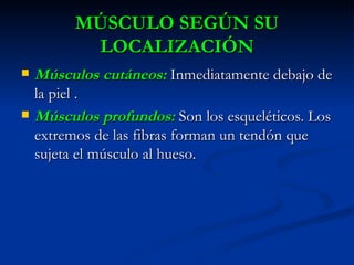 MÚSCULO SEGÚN SU LOCALIZACIÓN Músculos cutáneos:  Inmediatamente debajo   de la piel . Músculos profundos:  Son los esqueléticos. Los extremos de las fibras forman un tendón que sujeta el músculo al hueso. 