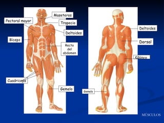 Pectoral   mayor Bíceps Cuadriceps Maseteros Trapecio Deltoides Recto   del abdomen Gemelo Trapecio Deltoides Dorsal Gemelo Glúteo MÚSCULOS  