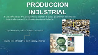 Los organismos modificados genéticamente | PPT