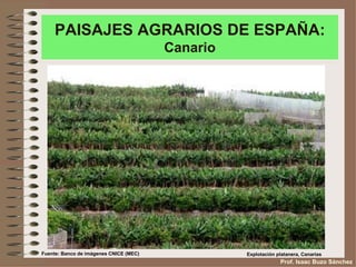 PAISAJES AGRARIOS DE ESPAÑA:
                                        Canario




Fuente: Banco de imágenes CNICE (MEC)             Explotación platanera, Canarias
                                                               Prof. Isaac Buzo Sánchez
 
