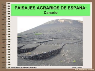 PAISAJES AGRARIOS DE ESPAÑA:
                                        Canario




Fuente: Banco de imágenes CNICE (MEC)             Viñas, Canarias
                                                     Prof. Isaac Buzo Sánchez
 