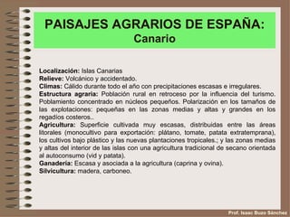 PAISAJES AGRARIOS DE ESPAÑA:
                                 Canario

Localización: Islas Canarias
Relieve: Volcánico y accidentado.
Climas: Cálido durante todo el año con precipitaciones escasas e irregulares.
Estructura agraria: Población rural en retroceso por la influencia del turismo.
Poblamiento concentrado en núcleos pequeños. Polarización en los tamaños de
las explotaciones: pequeñas en las zonas medias y altas y grandes en los
regadíos costeros..
Agricultura: Superficie cultivada muy escasas, distribuidas entre las áreas
litorales (monocultivo para exportación: plátano, tomate, patata extratemprana),
los cultivos bajo plástico y las nuevas plantaciones tropicales.; y las zonas medias
y altas del interior de las islas con una agricultura tradicional de secano orientada
al autoconsumo (vid y patata).
Ganadería: Escasa y asociada a la agricultura (caprina y ovina).
Silvicultura: madera, carboneo.




                                                                    Prof. Isaac Buzo Sánchez
 