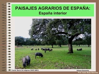 PAISAJES AGRARIOS DE ESPAÑA:
                                        España interior




Fuente: Banco de imágenes CNICE (MEC)                     Dehesa Extremeña
                                                           Prof. Isaac Buzo Sánchez
 