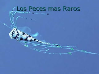 Los Peces mas Raros 