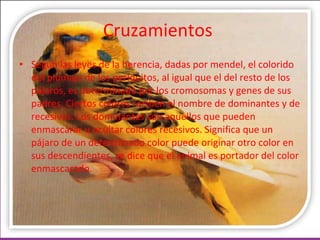Cruzamientos  Según las leyes de la herencia, dadas por mendel, el colorido del plumaje de los periquitos, al igual que el del resto de los pájaros, es determinado por los cromosomas y genes de sus padres. Ciertos colores reciben el nombre de dominantes y de recesivos. Los dominantes son aquellos que pueden enmascarar u ocultar colores recesivos. Significa que un pájaro de un determinado color puede originar otro color en sus descendientes, se dice que el animal es portador del color enmascarado.  