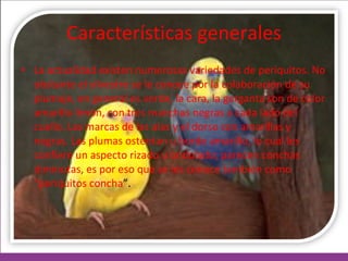 Características generales La actualidad existen numerosas variedades de periquitos. No obstante el silvestre se le conoce por la colaboración de su plumaje, en general es verde, la cara, la garganta son de color amarillo limón, con tres manchas negras a cada lado del cuello. Las marcas de las alas y el dorso son amarillas y negras. Las plumas ostentan u borde amarillo, lo cual les confiere un aspecto rizado u ondulado; parecen conchas diminutas, es por eso que se les conoce también como “periquitos concha ”. 