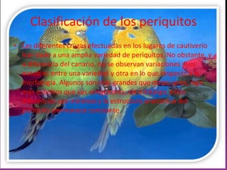 Clasificación de los periquitos Las diferentes cruzas efectuadas en los lugares de cautiverio han dado a una amplia variedad de periquitos. No obstante, y a diferencia del canario, no se observan variaciones muy notables entre una variedad y otra en lo que respecta a la morfología. Algunos son más grandes que otros; unos, algo más esbeltos que sus congéneres; sin embargo, estas diferencias son mínimas y la estructura anatómica del periquito permanece constante.  