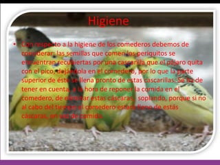 Higiene   Con respecto a la higiene de los comederos debemos de considerar: las semillas que comen los periquitos se encuentran recubiertas por una cascarilla que el pájaro quita con el pico, dejándola en el comedero, por lo que la parte superior de éste se llena pronto de estas cascarillas. Se ha de tener en cuenta, a la hora de reponer la comida en el comedero, de eliminar estas cáscaras,  soplando, porque si no al cabo del tiempo el comedero estará lleno de estás cáscaras, en vez de comida.  