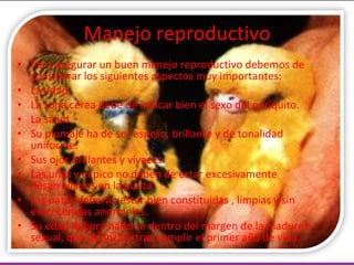 Manejo reproductivo Para asegurar un buen manejo reproductivo debemos de considerar los siguientes aspectos muy importantes:  La edad La zona cérea debe de indicar bien el sexo del periquito. La salud  Su plumaje ha de ser espeso, brillante y de tonalidad uniforme. Sus ojos brillantes y vivaces. Las uñas y el pico no deben de estar excesivamente desarrollados en la punta. Las patas deberán estar bien constituidas  , limpias y sin excrecencias anormales. Su edad deberá hallarse dentro del margen de la madurez sexual, que alcanzará tras cumplir el primer año de vida. 