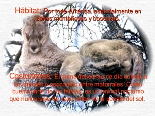 Hábitat:  P or toda América, especialmente en zonas montañosas y boscosas. Costumbres:  El puma descansa de día subido a los árboles o escondido entre matorrales. Como buena parte de los félidos, es un animal nocturno que nunca sale de caza antes de la puesta del sol.  