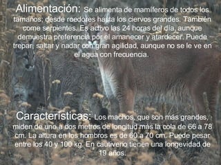 Alimentación:  Se alimenta de mamíferos de todos los tamaños; desde roedores hasta los ciervos grandes. También come serpientes. Es activo las 24 horas del día, aunque demuestra preferencia por el amanecer y atardecer. Puede trepar, saltar y nadar con gran agilidad, aunque no se le ve en el agua con frecuencia. . Características:  Los machos, que son más grandes, miden de uno a dos metros de longitud más la cola de 66 a 78 cm. La altura en los hombros es de 60 a 70 cm. Puede pesar entre los 40 y 100 kg. En cautiverio tienen una longevidad de 19 años. 