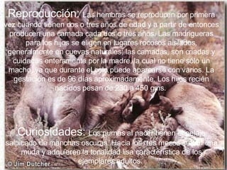 Reproducción:  Las hembras se reproducen por primera vez cuando tienen dos o tres años de edad y a partir de entonces producen una camada cada dos o tres años. Las madrigueras para los hijos se eligen en lugares rocosos aislados, generalmente en cuevas naturales; las camadas, son criadas y cuidadas enteramente por la madre, la cual no tiene sólo un macho, ya que durante el celo puede aparearse con varios. La gestación es de 96 días aproximadamente. Los hijos recién nacidos pesan de 230 a 450 gms.   Curiosidades:  Los pumas al nacer tienen el pelaje salpicado de manchas oscuras. Hacia los tres meses sufren una muda y adquieren la tonalidad lisa característica de los ejemplares adultos.  