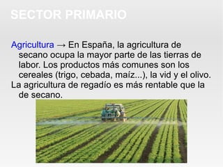 SECTOR PRIMARIO
Agricultura → En España, la agricultura de
secano ocupa la mayor parte de las tierras de
labor. Los productos más comunes son los
cereales (trigo, cebada, maíz...), la vid y el olivo.
La agricultura de regadío es más rentable que la
de secano.
 
