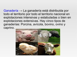 Ganadería → La ganadería está distribuida por
todo el territorio por todo el territorio nacional en
explotaciones intensivas y estabuladas o bien en
explotaciones extensivas. Hay cinco tipos de
ganaderías: Porcina, avícola, bovino, ovino y
caprino.
 