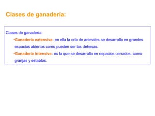 Clases de ganadería: Clases de ganadería: Ganadería extensiva : en ella la cría de animales se desarrolla en grandes espacios abiertos como pueden ser las dehesas. Ganadería intensiva : es la que se desarrolla en espacios cerrados, como granjas y establos. 