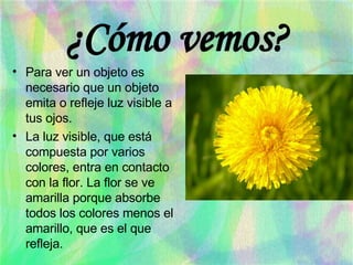 ¿Cómo vemos? Para ver un objeto es necesario que un objeto emita o refleje luz visible a tus ojos. La luz visible, que está compuesta por varios colores, entra en contacto con la flor. La flor se ve amarilla porque absorbe todos los colores menos el amarillo, que es el que refleja. 