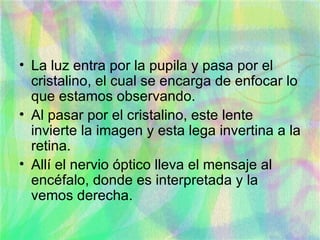 La luz entra por la pupila y pasa por el cristalino, el cual se encarga de enfocar lo que estamos observando. Al pasar por el cristalino, este lente invierte la imagen y esta lega invertina a la retina. Allí el nervio óptico lleva el mensaje al encéfalo, donde es interpretada y la vemos derecha. 