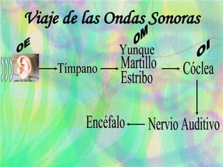 Viaje de las Ondas Sonoras Tímpano Yunque Martillo Estribo Cóclea Nervio Auditivo Encéfalo OE OM OI 