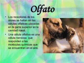 Olfato Los receptores de los olores se hallan en las células olfativas ubicadas en la parte superior en la cavidad nasal. Una célula olfativa es una célula nerviosa  que responden a las moléculas químicas que se encuentran en el aire. 