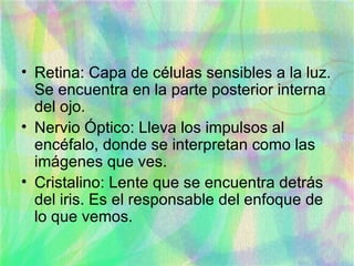 Retina: Capa de células sensibles a la luz. Se encuentra en la parte posterior interna del ojo. Nervio Óptico: Lleva los impulsos al encéfalo, donde se interpretan como las imágenes que ves. Cristalino: Lente que se encuentra detrás del iris. Es el responsable del enfoque de lo que vemos. 