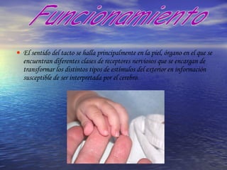 El sentido del tacto se halla principalmente en la piel, órgano en el que se encuentran diferentes clases de receptores nerviosos que se encargan de transformar los distintos tipos de estímulos del exterior en información susceptible de ser interpretada por el cerebro. Funcionamiento 